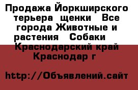 Продажа Йоркширского терьера, щенки - Все города Животные и растения » Собаки   . Краснодарский край,Краснодар г.